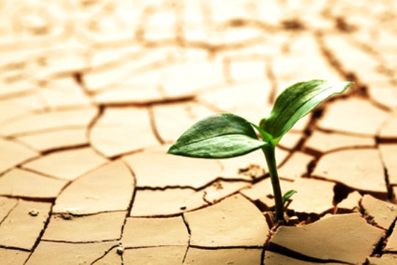 Plant in dried cracked mud